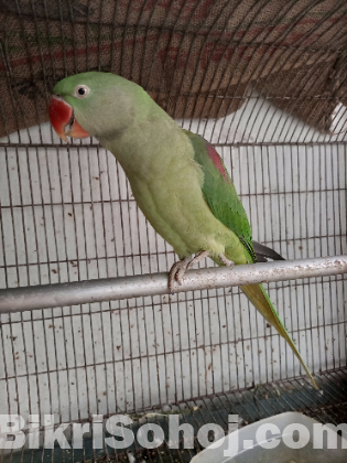 Alexandrine parrot